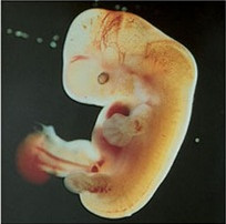 Embryon de 5 semaines